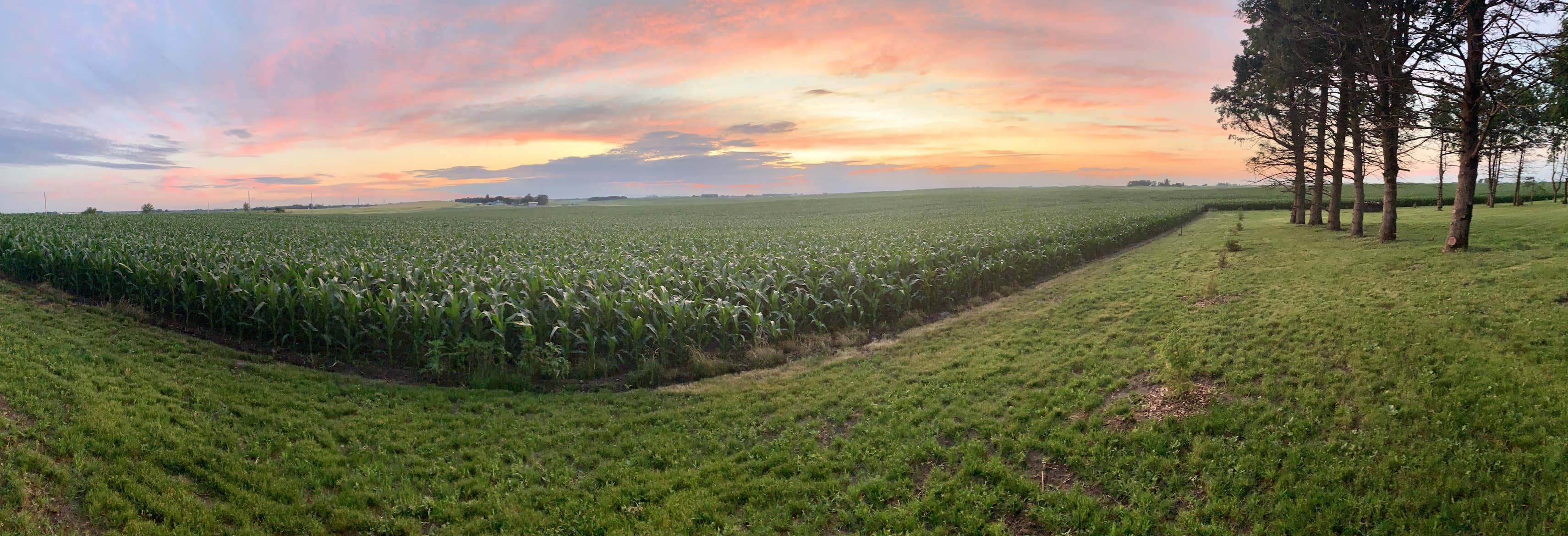 Corn Field